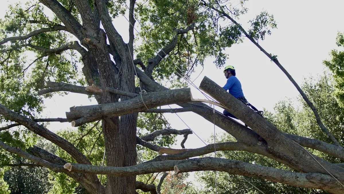 Professional Crown Thinning performed by certified arborists in Fostoria