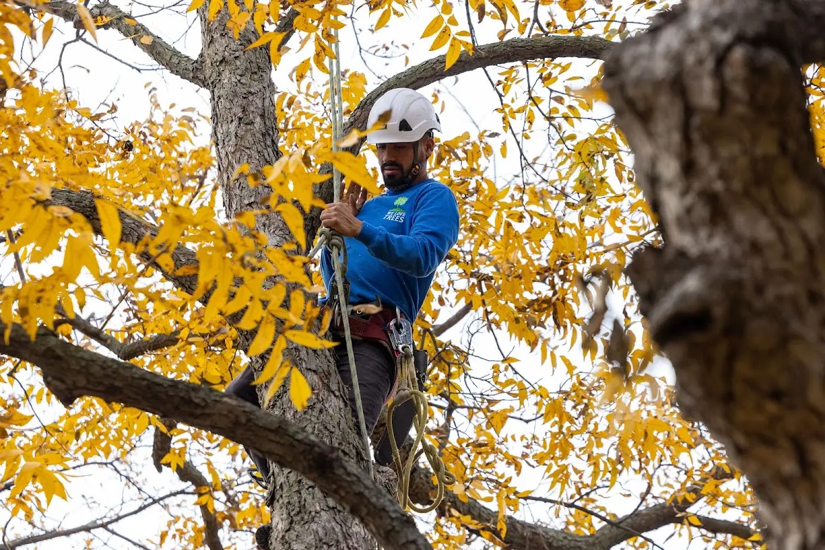 Skilled Tree Pruning crew working in Fostoria