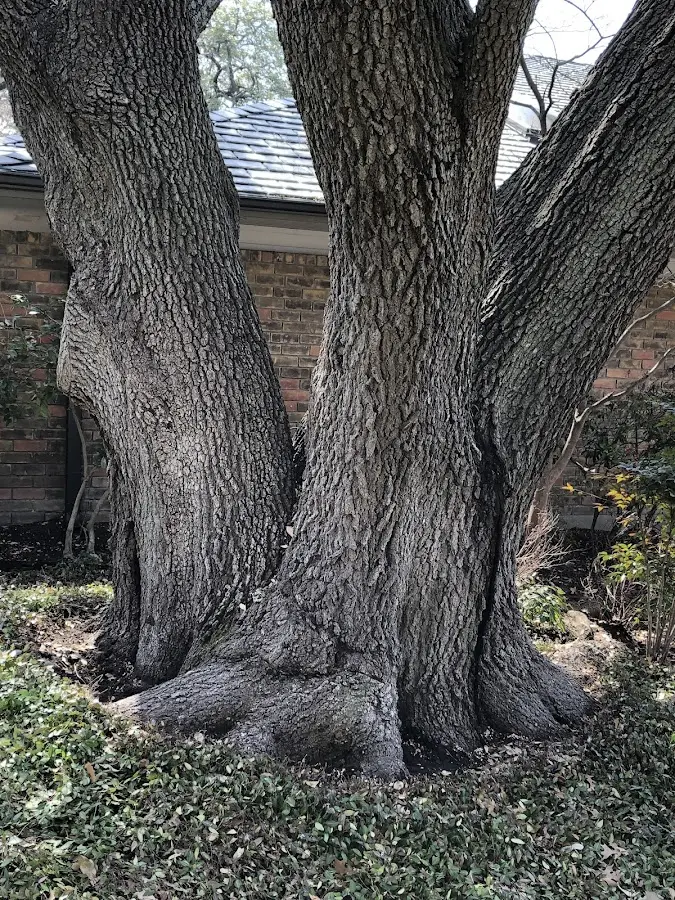 Mature heritage tree close to a Fostoria property cared for by certified arborists